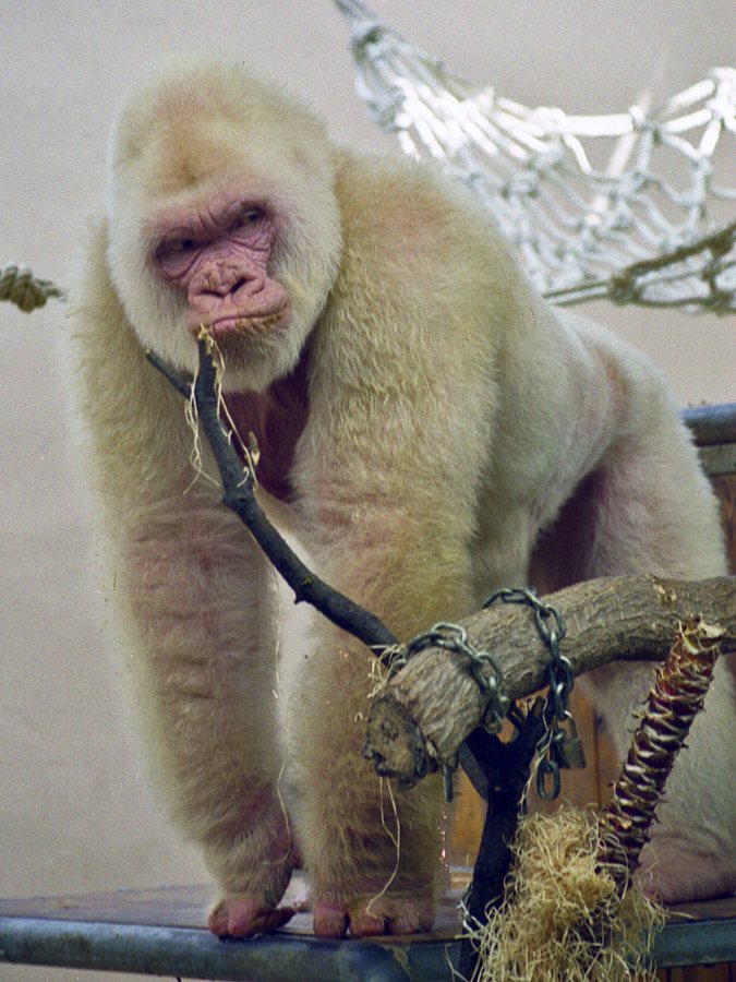 Gorilla Tech звітує про збиток, попри зростання виручки